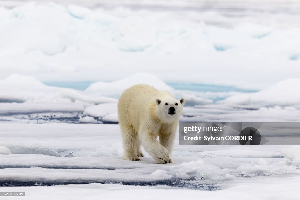POLAR BEAR