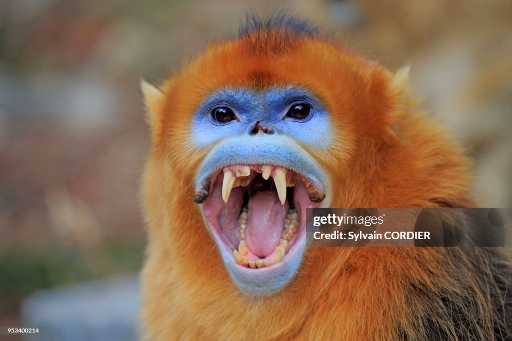 Rhinopithecus Roxella Chine, Province de Shannxi, Rhinopithèque de Roxellane , mâle adulte ...