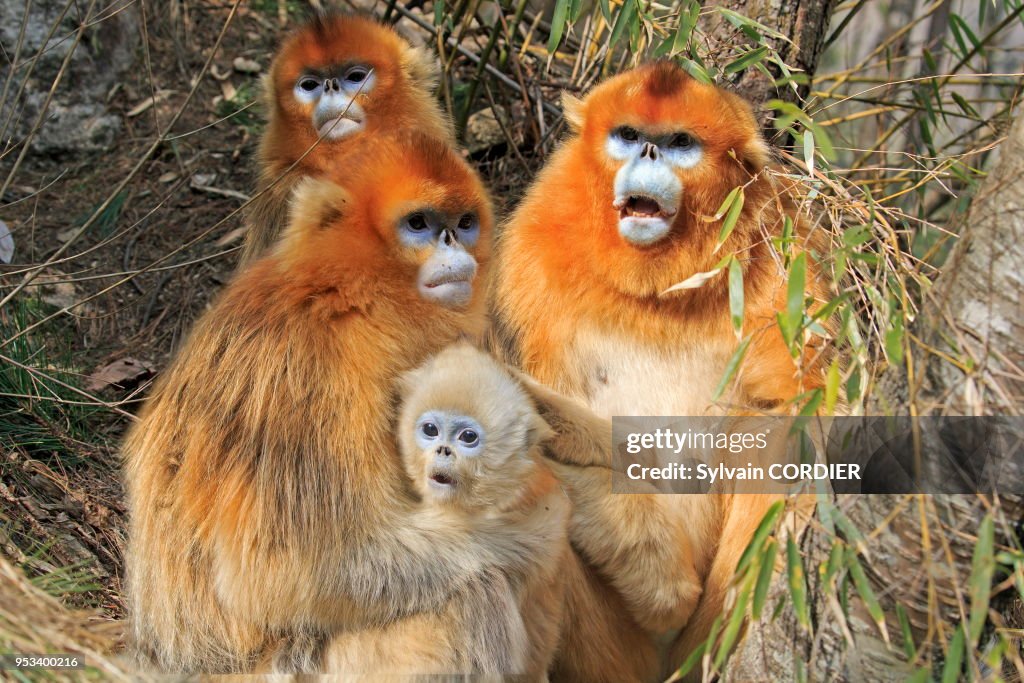 Rhinopithecus Roxella Chine, Province de Shannxi, Rhinopithèque de Roxellane , mère et ...