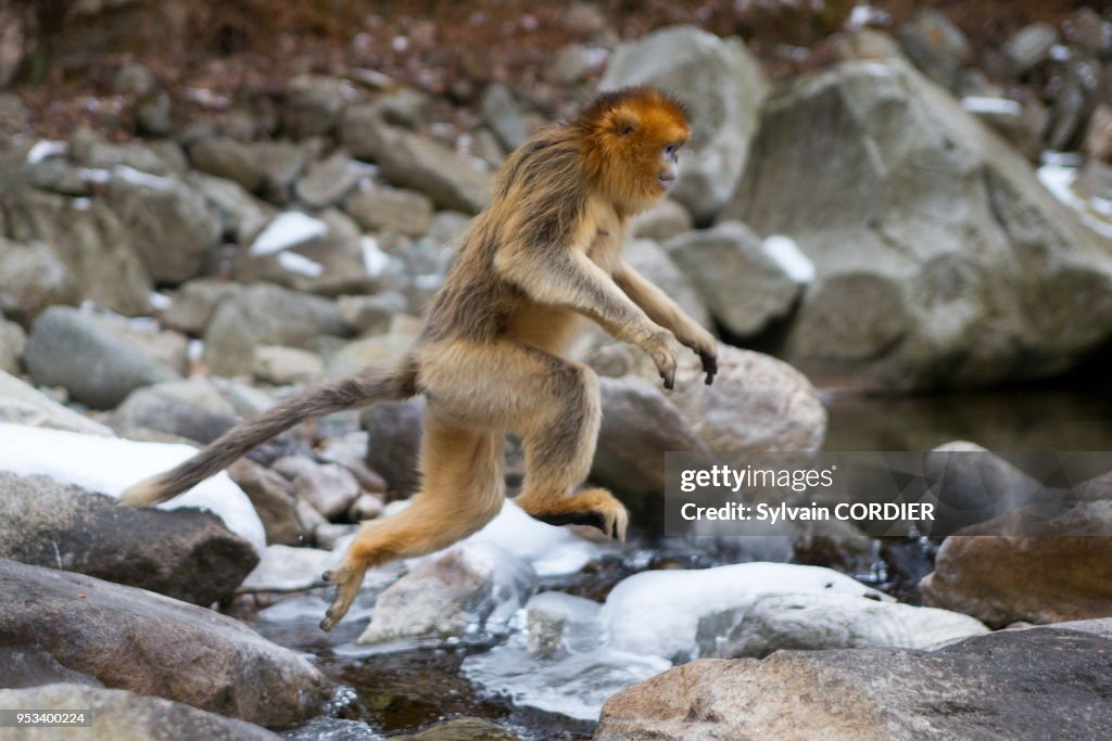 Rhinopithecus Roxella Chine, Province de Shannxi, Rhinopithèque de Roxellane , au bord ...
