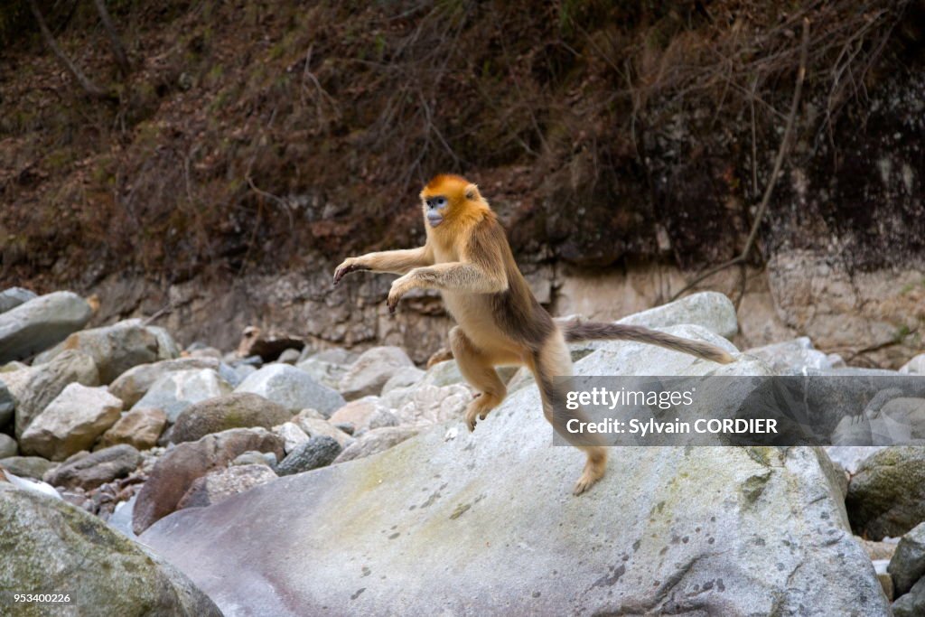 Rhinopithecus Roxella Chine, Province de Shannxi, Rhinopithèque de Roxellane , au bord ...
