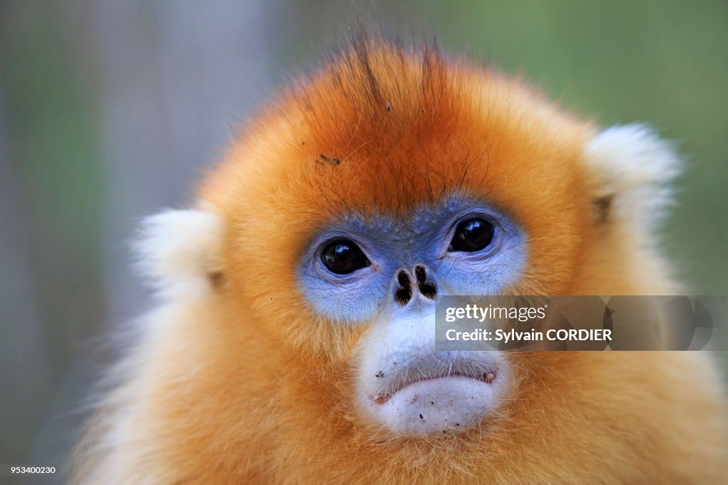Rhinopithecus Roxella Chine, Province de Shannxi, Rhinopithèque de Roxellane . China,... News ...