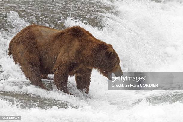 Alaska , Katmai National Park and Preserve , McNeil River Bear Viewing and Wildlife Sanctuary , falls of the Mc Neil river , Grizzly bear , family :...