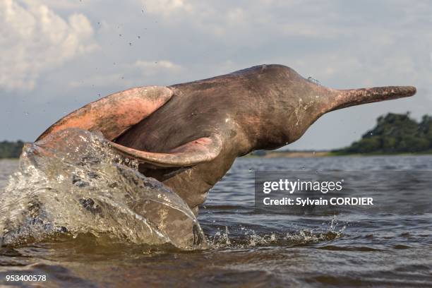 South America, Brazil, Amazonas state, Manaus, Amazon river basin, along Rio Negro, Amazon River Dolphin, Pink River Dolphin or Boto , wild animal in...