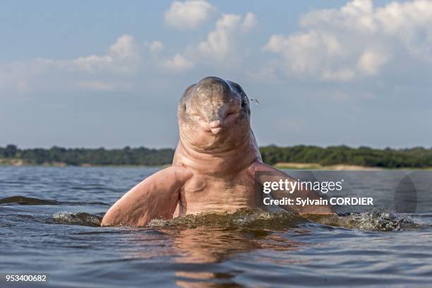 South America, Brazil, Amazonas state, Manaus, Amazon river basin, along Rio Negro, Amazon River Dolphin, Pink River Dolphin or Boto , wild animal in...