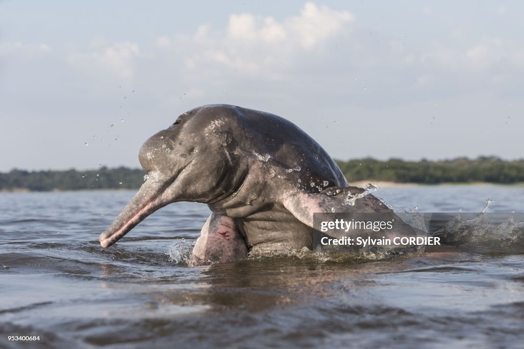 Pink River Dolphin or Boto (Inia geoffrensis)