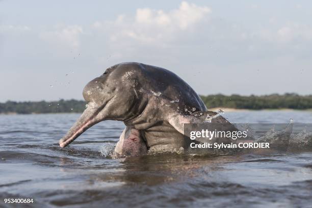 South America, Brazil, Amazonas state, Manaus, Amazon river basin, along Rio Negro, Amazon River Dolphin, Pink River Dolphin or Boto , wild animal in...