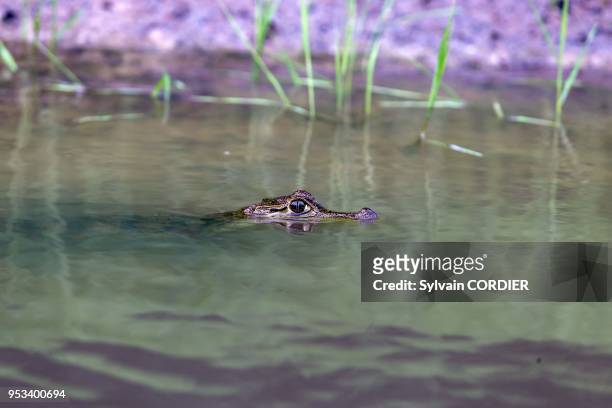 South America, Brazil, Amazonas state, Manaus, Amazon river basin, young black caiman ,along Rio Negro.