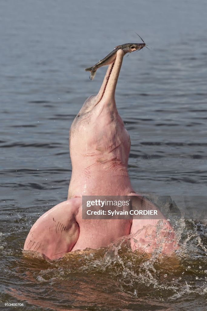 Pink River Dolphin or Boto (Inia geoffrensis)