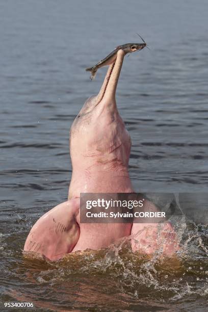 South America, Brazil, Amazonas state, Manaus, Amazon river basin, along Rio Negro, Amazon River Dolphin, Pink River Dolphin or Boto , two wild...