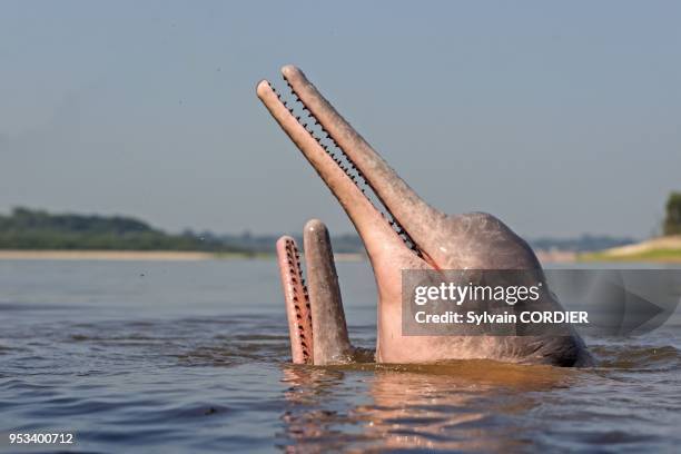 South America, Brazil, Amazonas state, Manaus, Amazon river basin, along Rio Negro, Amazon River Dolphin, Pink River Dolphin or Boto , two wild...