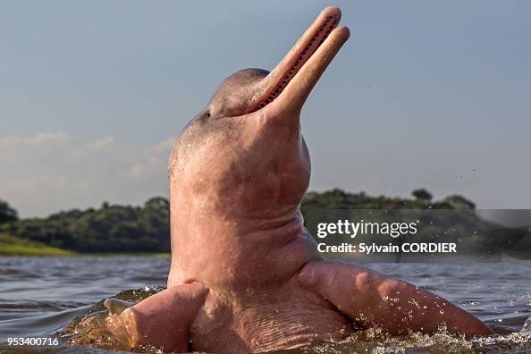 Pink River Dolphin or Boto (Inia geoffrensis) Pink River Dolphin or Boto (Inia geoffrensis)
