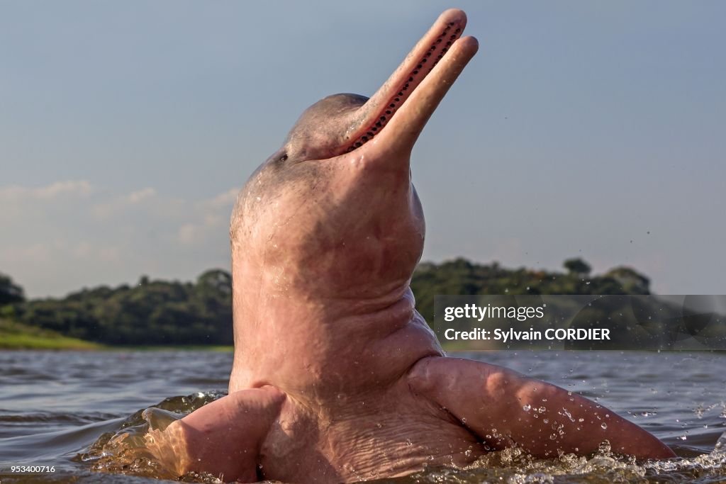 Pink River Dolphin or Boto (Inia geoffrensis)