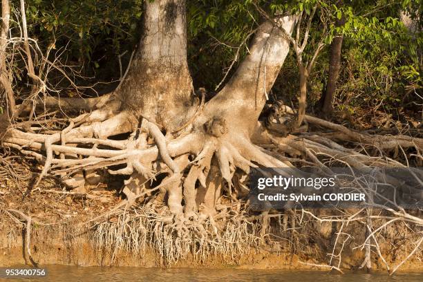 Brazil, Mato Grosso, Pantanal area, river Cuiaba.