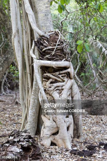 Tree Strangle Strangler Fig Tree Photos and Premium High Res Pictures - Getty Images