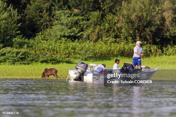 Brazil, Mato Grosso, Pantanal area, tourists on the river Cuiaba, fishermen with capybara which is the largest rodent in the world.