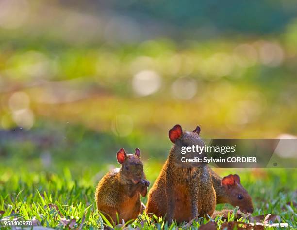 Agouti d'Azara , mère et petit, Amérique du Sud, Brésil, Mato Grosso, région du Pantanal, Sud de Cuiaba.