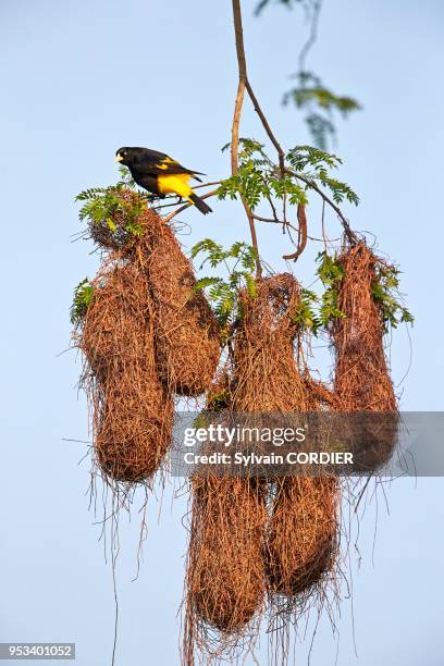 Amérique du Sud, Brésil,Mato Grosso, région du Pantanal, Cassique cul-jaune , nid suspendu.