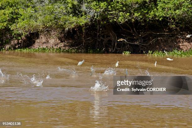Mato Grosso, région du Pantanal, rio Cuiaba, Black channel, poissons sautent hors de l'eau chassés par des gros en dessous.
