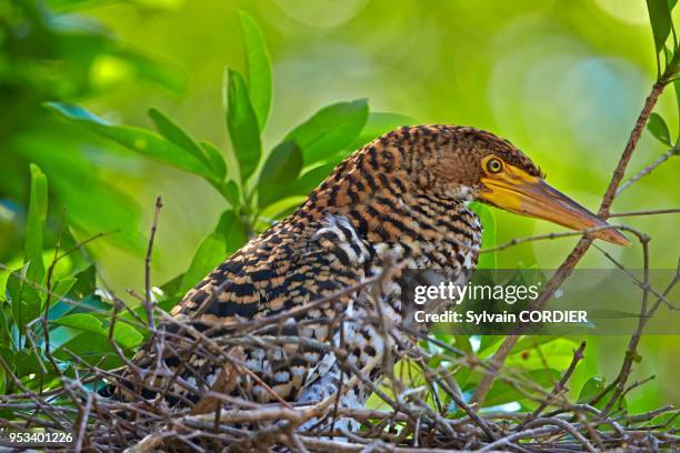 Amérique du Sud, Brésil, Mato Grosso, région du Pantanal, Onoré rayé , jeune au nid.