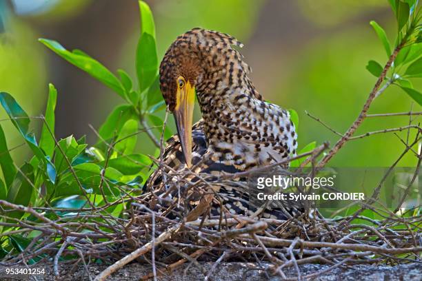 Amérique du Sud, Brésil, Mato Grosso, région du Pantanal, Onoré rayé , jeune au nid.