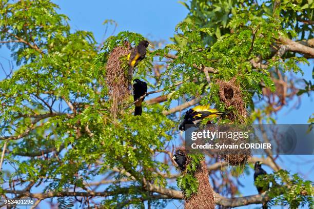 Amérique du Sud, Brésil, Mato Grosso,r égion du Pantanal, Cassique cul-jaune , nid suspendu.