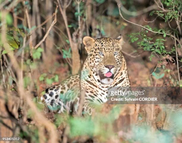 Asie, Inde, Madhya Pradesh, Parc national de Satpura, léopard indien , adulte.