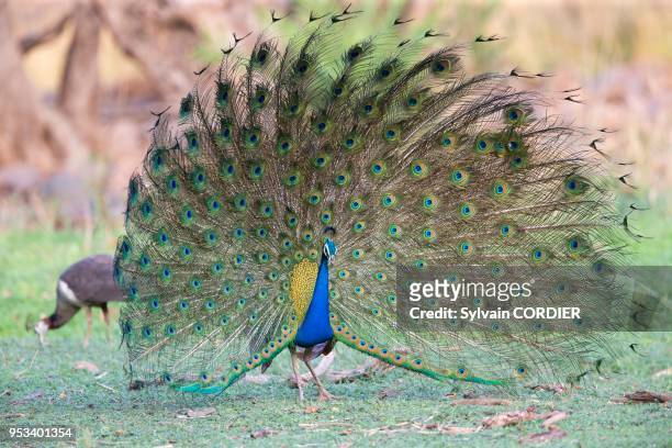 Asie, Inde, Rajasthan, Parc national de Rathambore, Paon bleu , mâle fait la roue.
