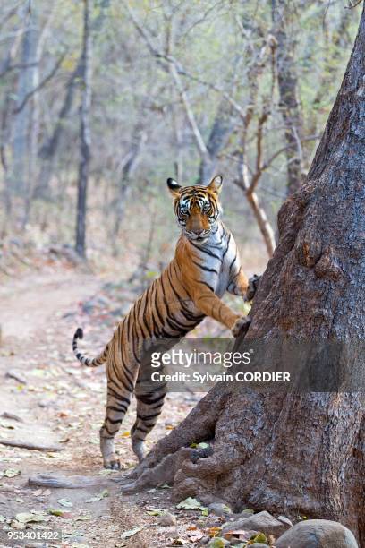 Asie, Inde,Rajasthan, Parc national de Rathambore, Tigre du Bengale griffant l'arbre pour marquer son territoire.
