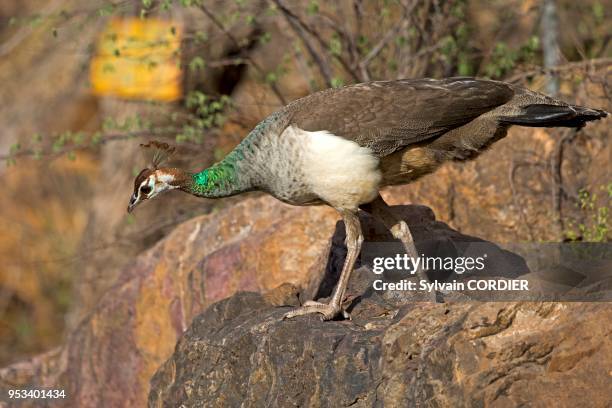 Asie, Inde, Rajasthan, Parc national de Rathambore, Paon bleu , femelle.