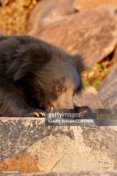 521 Lazy Bear Photos and Premium High Res Pictures - Getty Images
