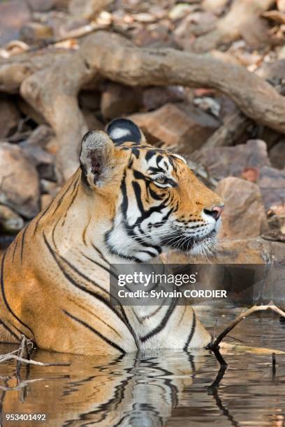 Asie, Inde,Rajasthan, Parc national de Rathambore, Tigre du Bengale se reposant dans un trou d'eau.