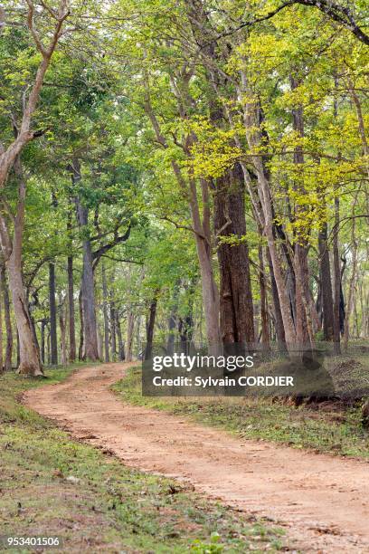 Asie, Inde, Karnataka, Parc national de Nagarhole, Réserve de Kabini, piste dans la forêt.