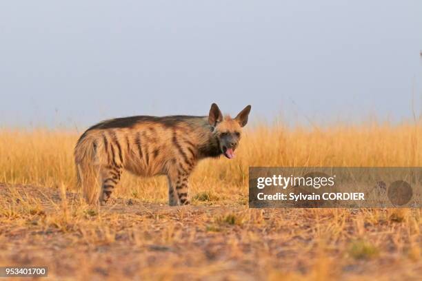 Inde, Gujarat, Parc national de Velavadar,Hyène rayée , gueule ouverte.