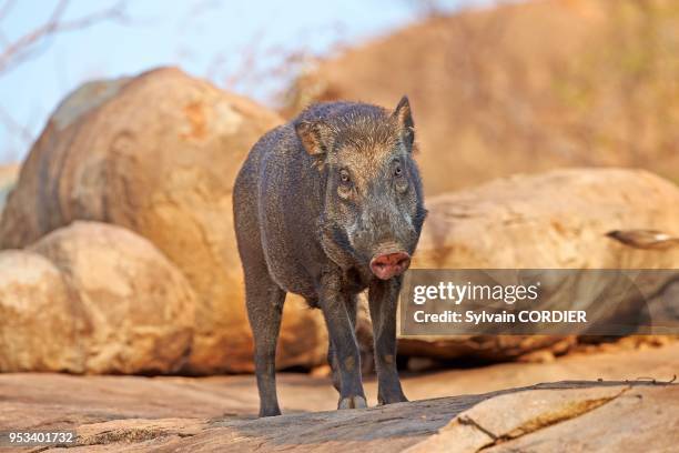 Karnataka, montagnes de Sanduru, Sanglier d'Inde .