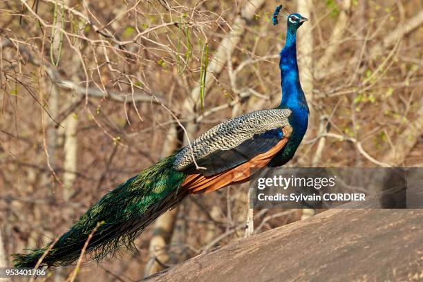 Inde, Karnataka, montagnes de Sanduru, Paon bleu , mâle.