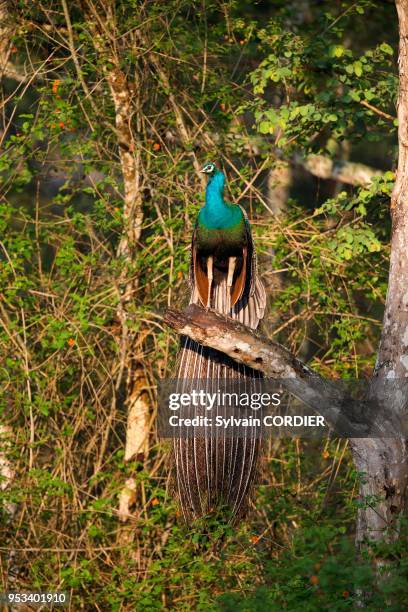 Asie,Inde,Karnataka,Parc national de Nagarhole,Réserve de tigres de Kabini,Paon bleu ,mâle.