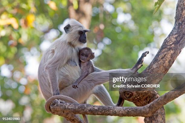 Inde , Madhya Pradesh , Parc national de Bandhavgarh , Entelle d'Hanuman ou Langur sacré , mère et petit.