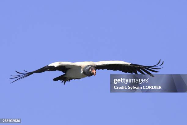 Vautour pape ou Sarcoramphe roi, Sarcoramphus papa.