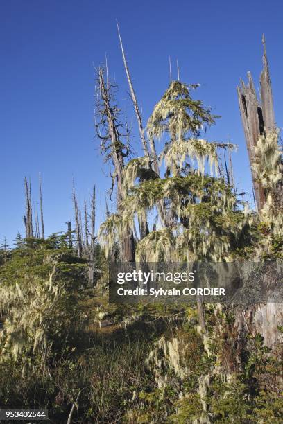 Foret pluvieuse temperee en Colombie Britannique au Canada. Lichens. Temperate rain forest on Princess Royal Island. British Columbia. Canada....