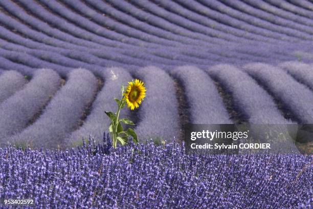 Lavandin et tournesol Lavandula latifolia X lavandula angustifolia famille des Labiees Huile essentielle : Principales proprietes : anti-infectieuse,...