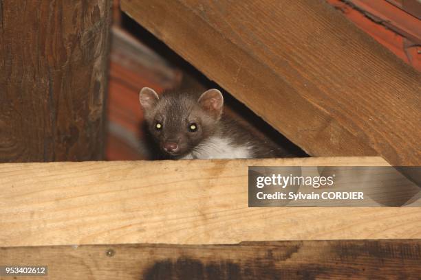 BEECH MARTEN IN A ATTIC, ALSACE.