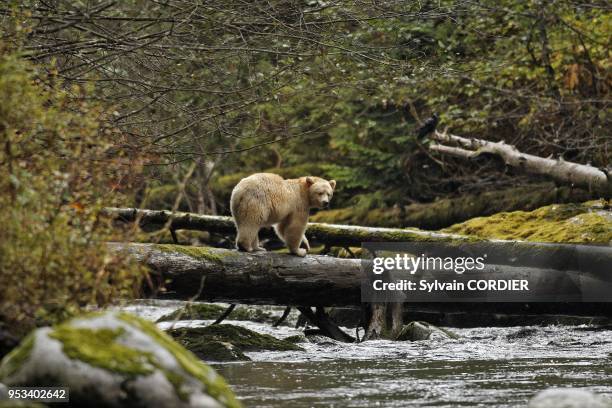 Ours Kermode. Ours esprit.A la peche au saumon "pink" ou Sockeye Kermode Bear. Spirit Bear. Looking for salmons Ursus americanus kermodei Ile de la...