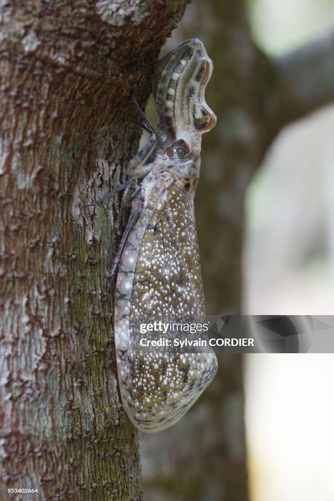 LANTERNFLY, FULGORA LATERNARIA, PERU, SOUTH AMERICA