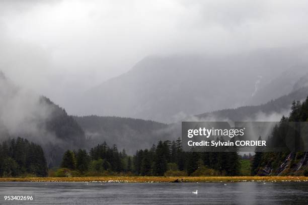 Foret pluvieuse temperee en Colombie Britannique au Canada. Mussel Inlet. Estuaire avec saumons Temperate rain forest on Princess Royal Island....