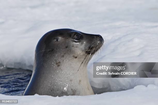 Adulte. Femelle sortant d'un trou dans la glace HARP SEAL PHOCA GROENLANDICA.