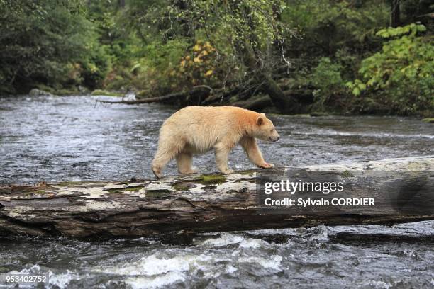 Ours Kermode. Ours esprit.A la peche au saumon "pink" ou Sockeye Kermode Bear. Spirit Bear. Looking for salmons Ursus americanus kermodei Ile de la...