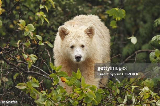 Ours Kermode. Ours esprit.Mange des fruits de Malus fusca Kermode Bear. Spirit Bear. Eating fruits of Pacific Crab Apple Tree Ursus americanus...