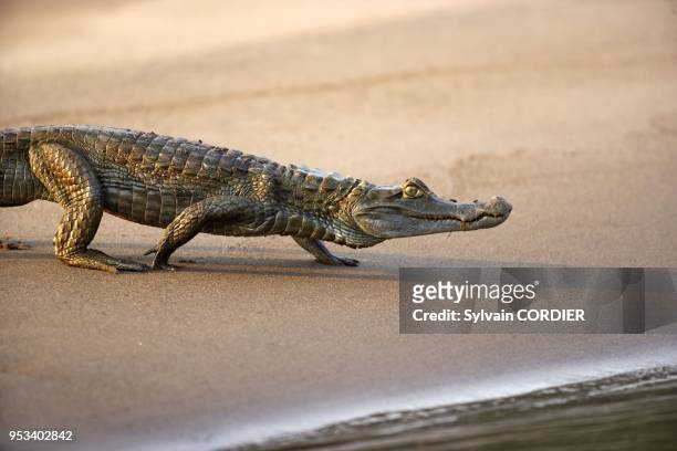 Caiman noir au bord de la Tambopata river Black caiman Melanosuchus niger Classe Reptilia Ordre Crocodilia Famille Alligatoridae.