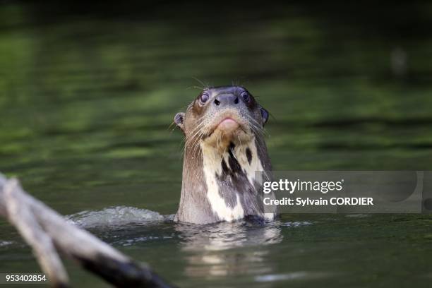 Loutre geante dans le lac de Sandoval Giant Otter Pteronura brasiliensis.